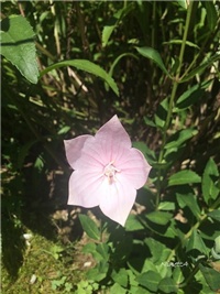 5844edde-20160804 balončić.jpg